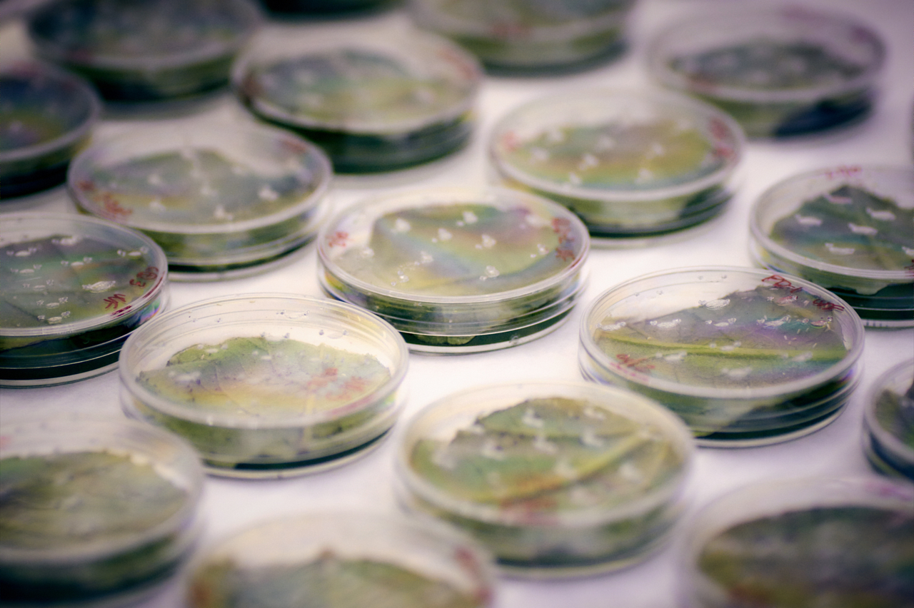 Placas de laboratorio empleadas en desarrollos agronómicos