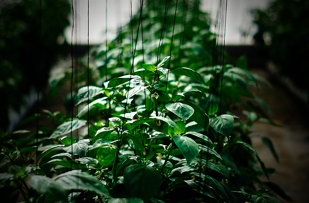Plantas creciendo en condiciones experimentales controladas