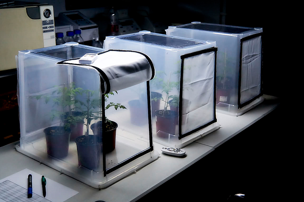 Cámaras experimentales de cultivo con plantas