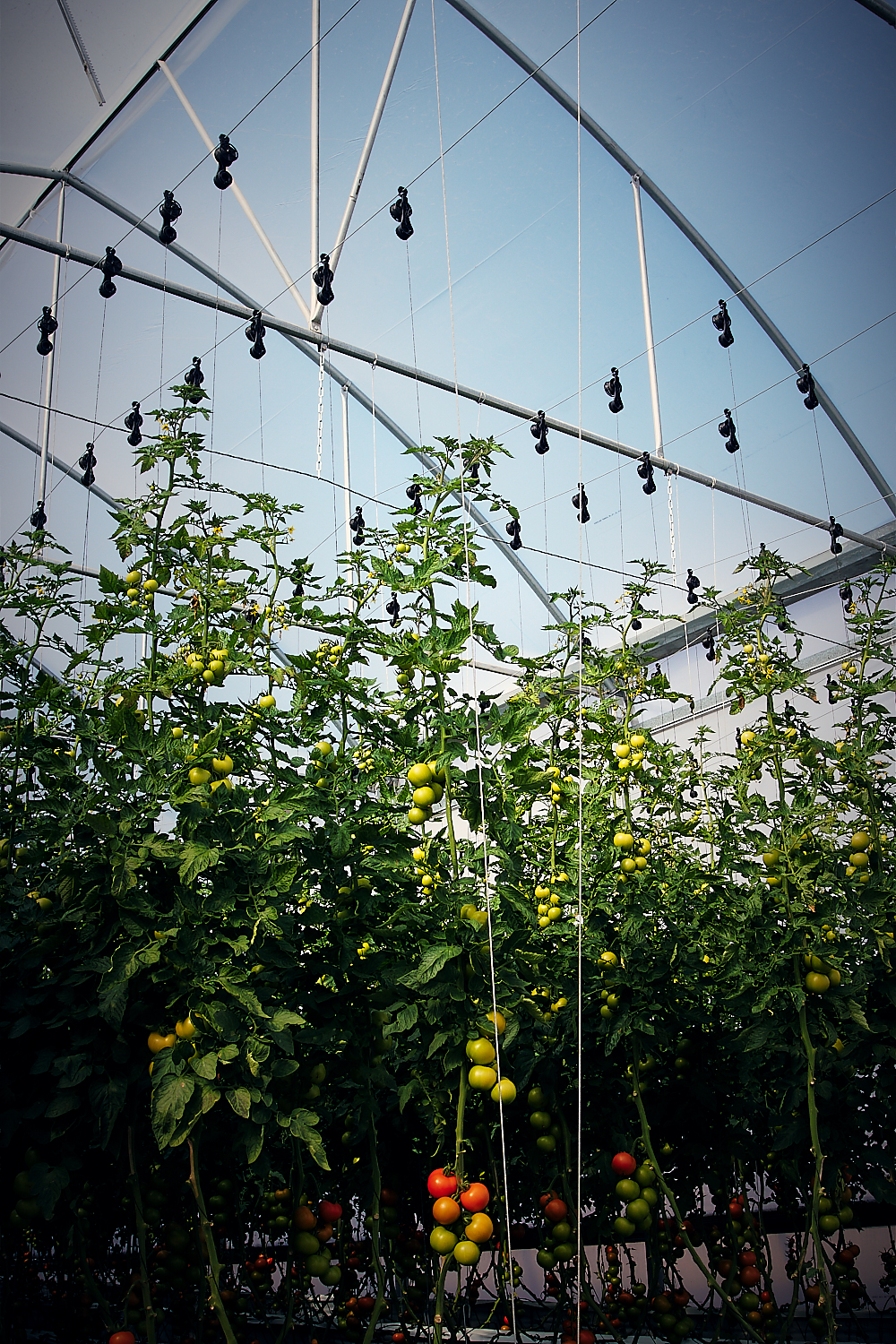 Cultivo de tomate bajo una estructura de invernadero
