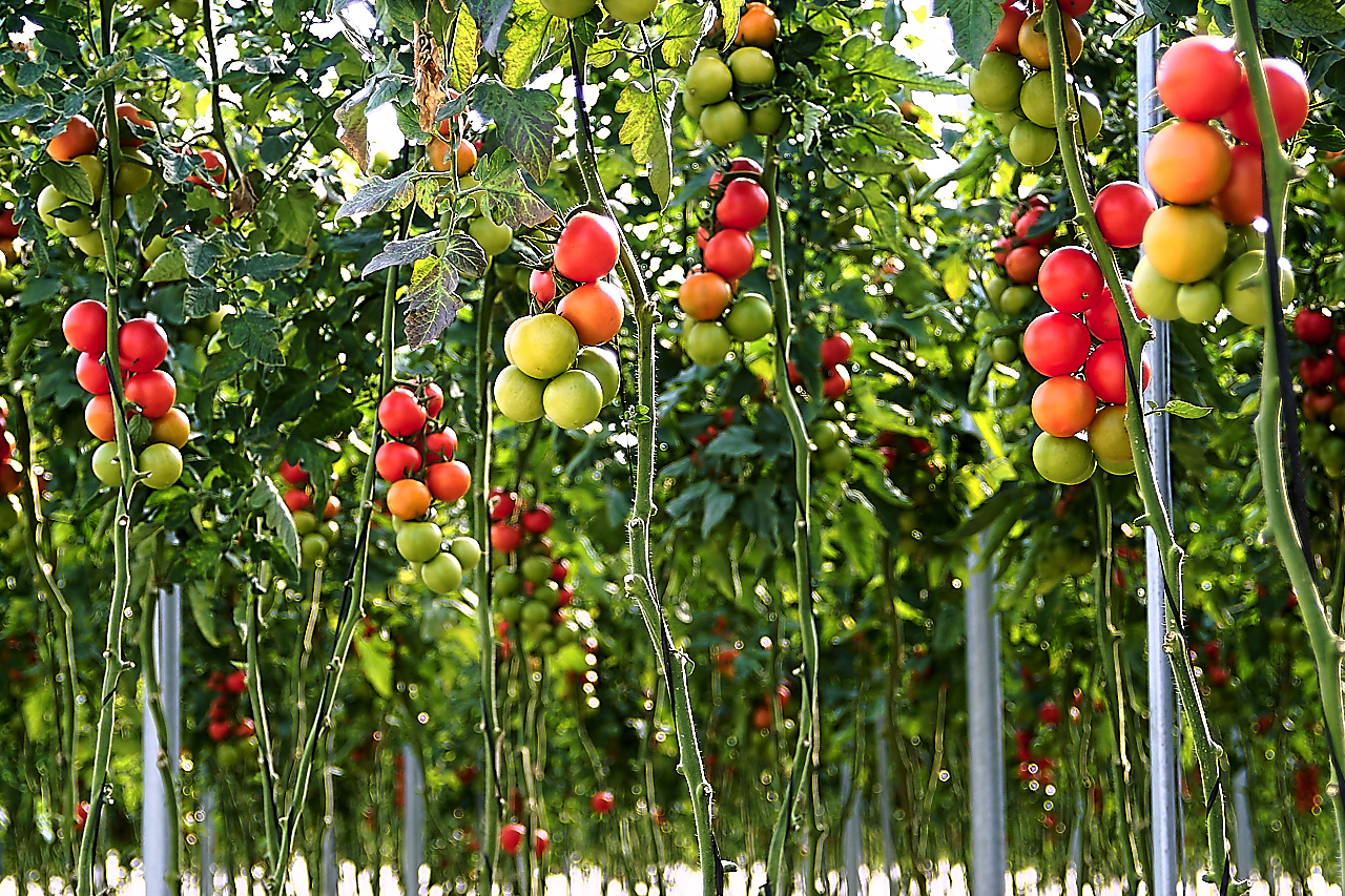 Cultivo de tomate en un invernadero experimental